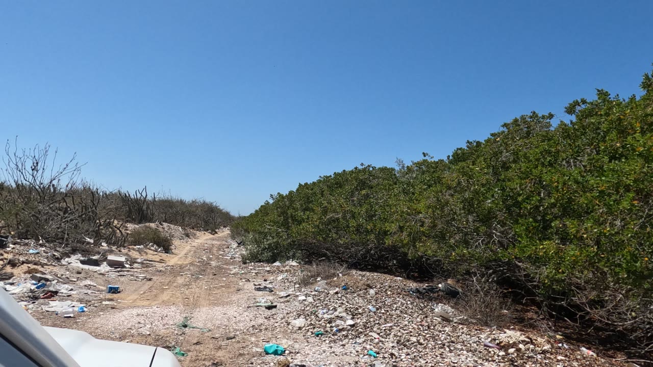 Baja California dirt road with scattered trash along both sides, dense green bushes to the right, a sliver of vehicle at lower left, and no visible people.