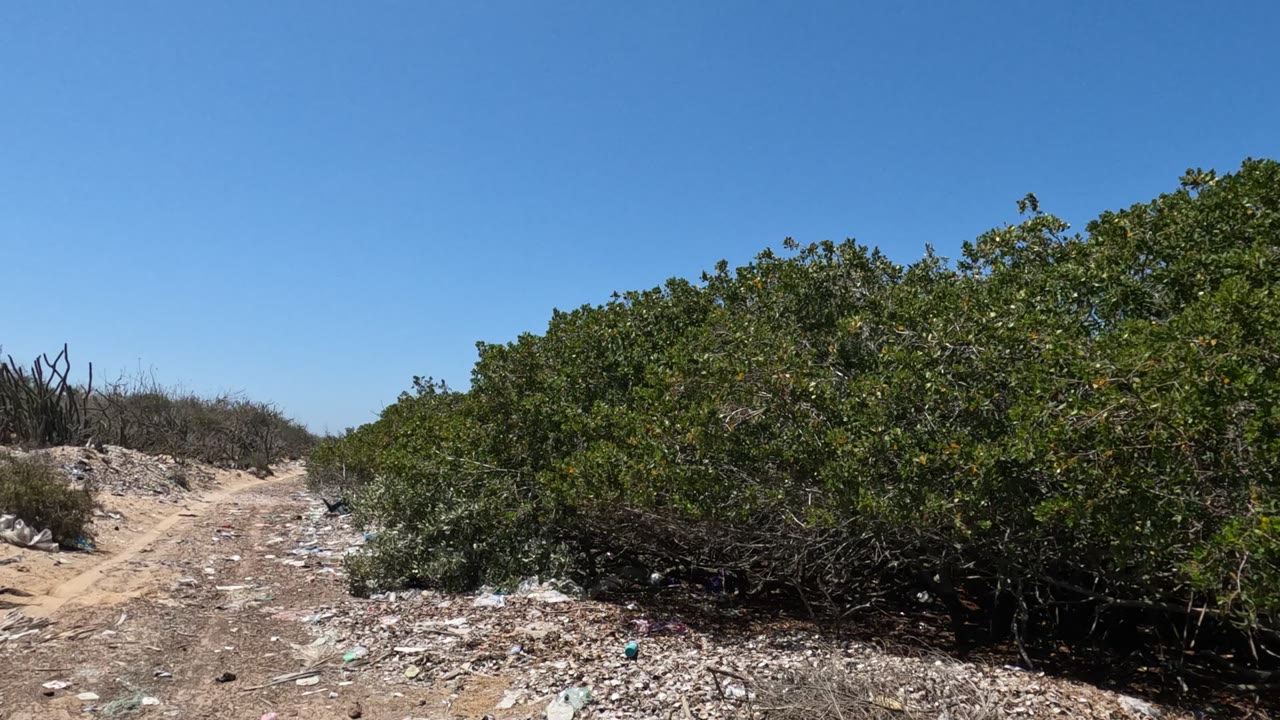 Baja California roadside view with a pale dirt path, dense bushes on the right, low dry scrub on the left, scattered litter, and no visible people.