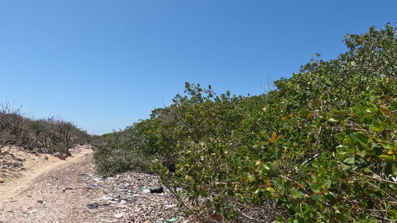 Baja California dirt road curving past dense green shrubs with scattered litter on dry ground and no visible people.
