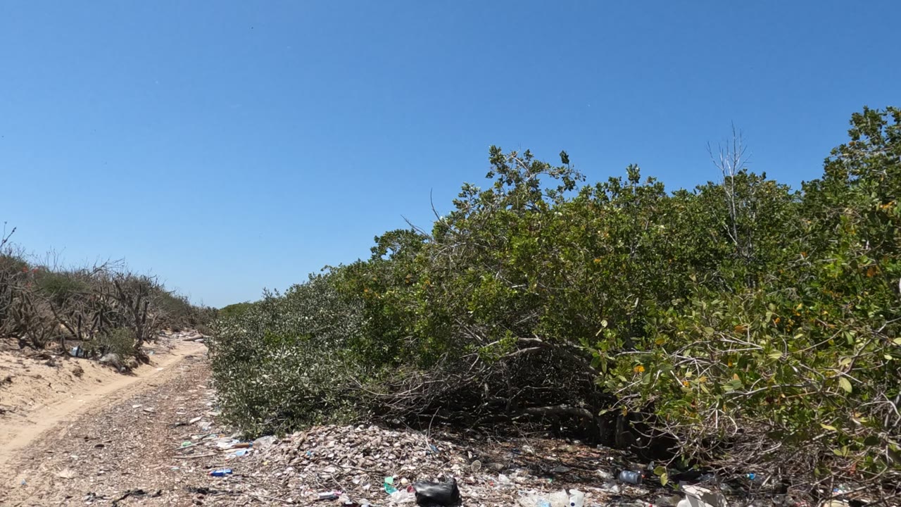 Unpaved road with trash in the foreground and thick bushes along both sides.
