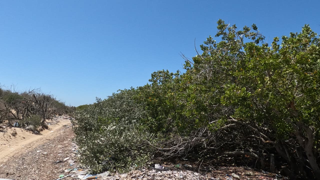 Baja California dirt path bordered by green and gray scrub, with small pieces of litter on rocky dry soil and no visible people.