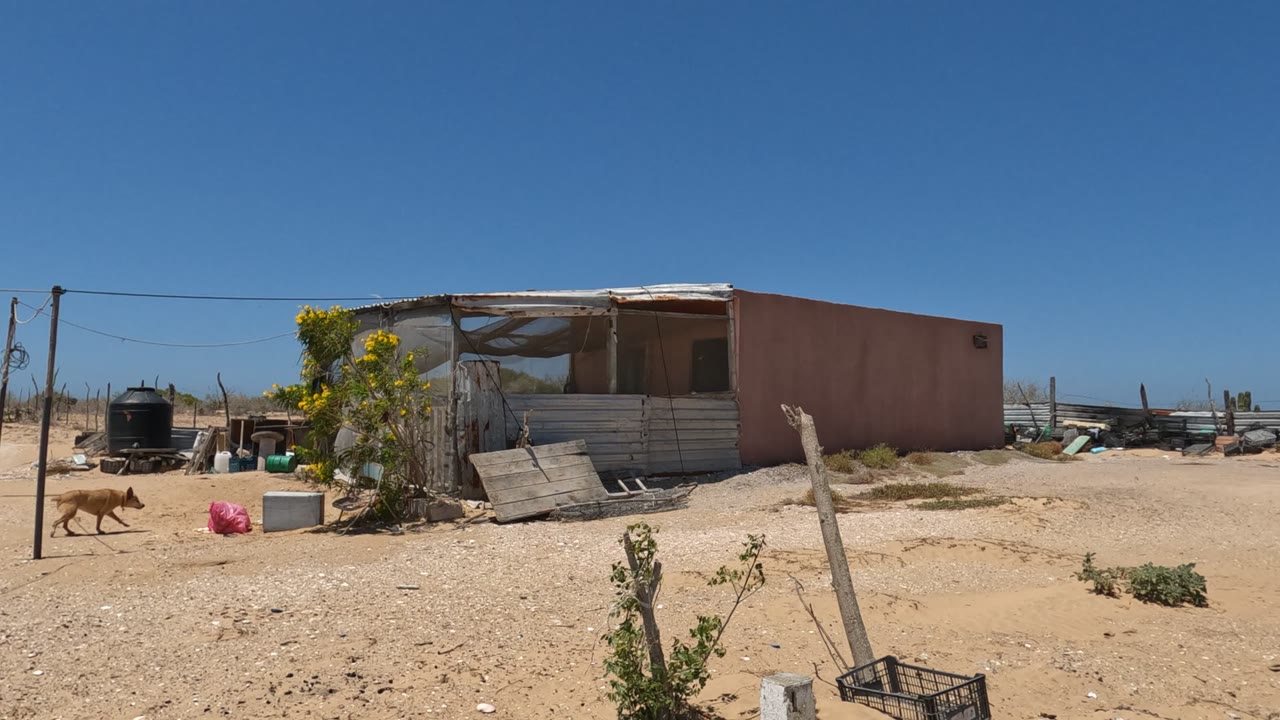 A tan dog appears near the left side of the Baja California shack yard, moving across sandy ground past a black water tank and rough fencing, with no visible people.