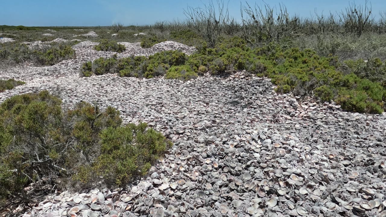 Baja California, Mexico frame showing dense pale seashells in the foreground, low green shrubs, dry leafless bushes along the horizon, clear blue sky, and no visible people.