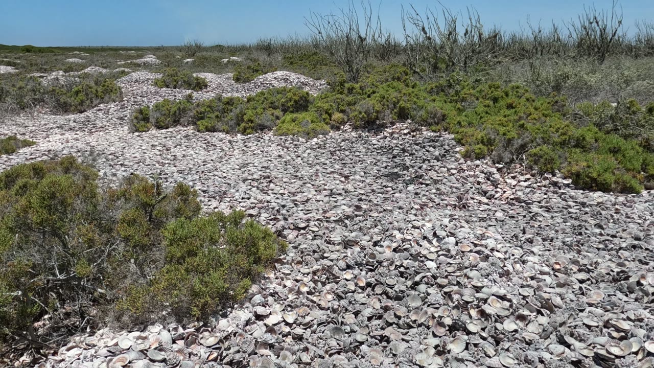 Shell-strewn terrain with scrub vegetation and bare bushes.