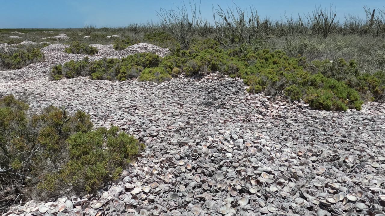 Baja California, Mexico frame showing broken shell fragments across the foreground, scattered low shrubs, a band of dry brush, clear daylight sky, and no visible people.