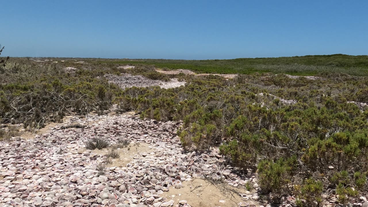Baja California desert terrain with pale rocks in the foreground, low green shrubs across the midground, a distant flat horizon, and no visible people.