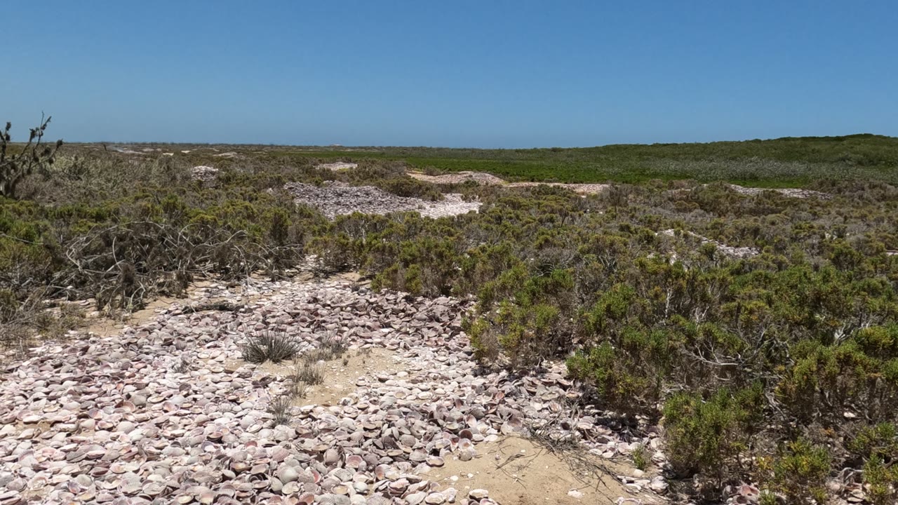 Low desert shrubs and pale rocks below a wide blue sky.