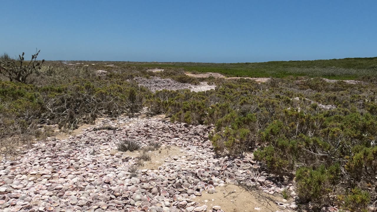 Baja California desert view with dry cactus branches rising above scattered shrubs, pale rocks covering the foreground, and no visible people.