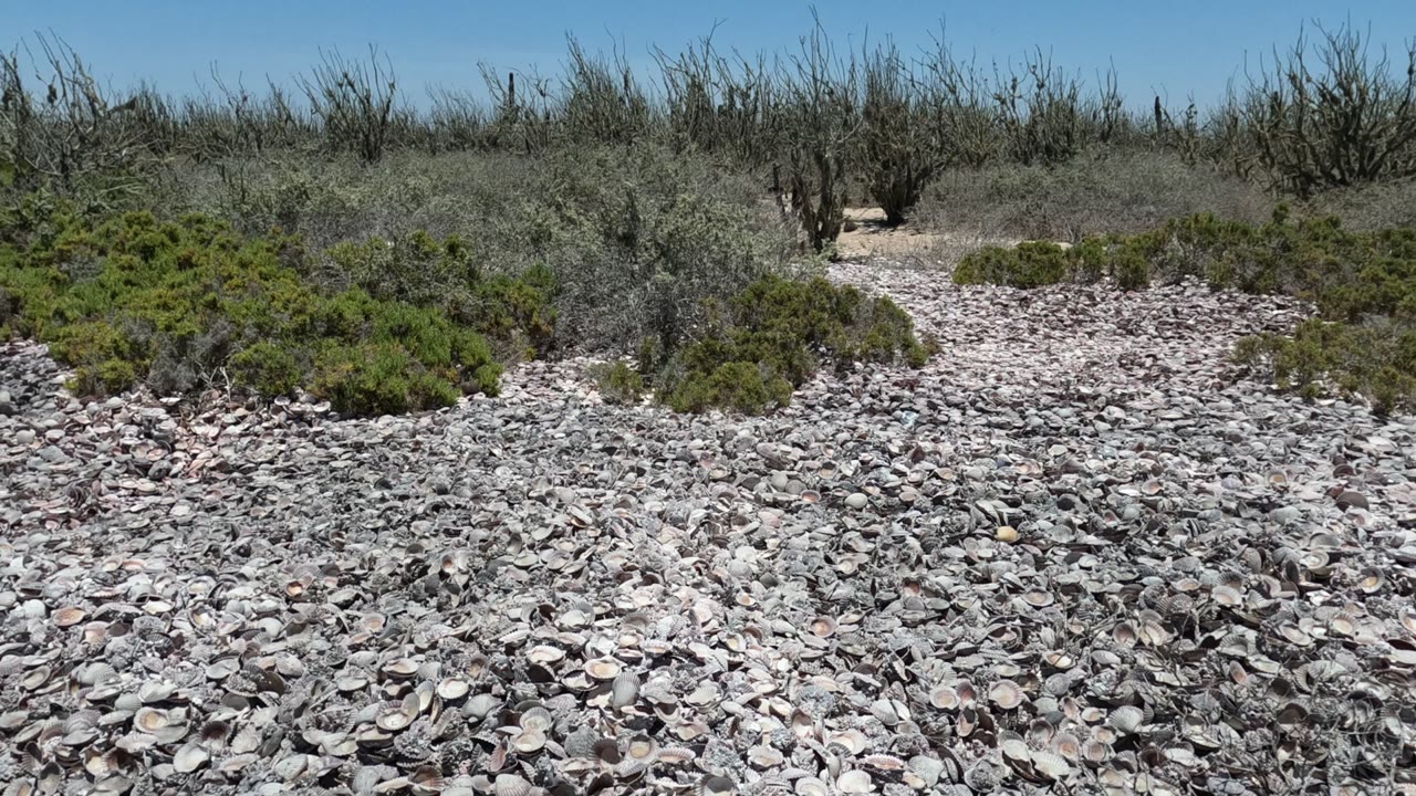 Baja California, Mexico shell-covered ground fills the foreground with low bushes and dry shrubs along the horizon, with no visible people.