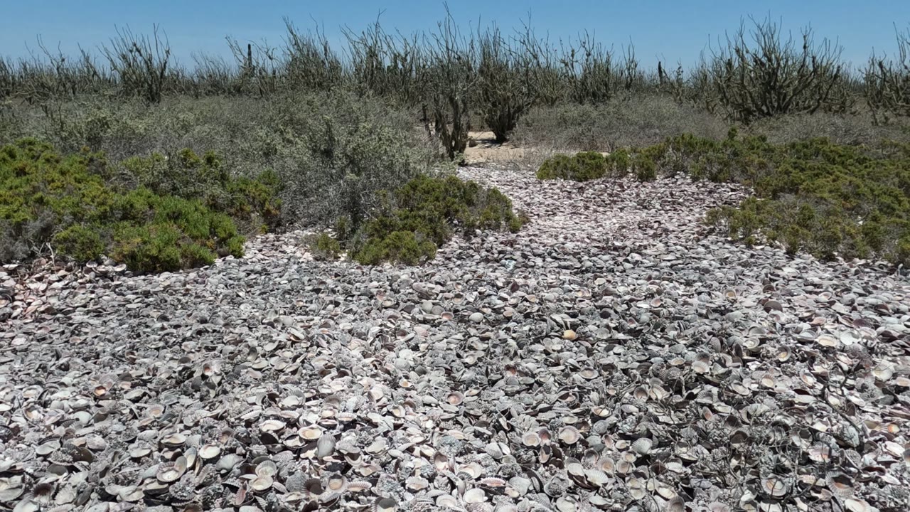 Pale shells and rocks lead toward low desert bushes beneath clear sky.
