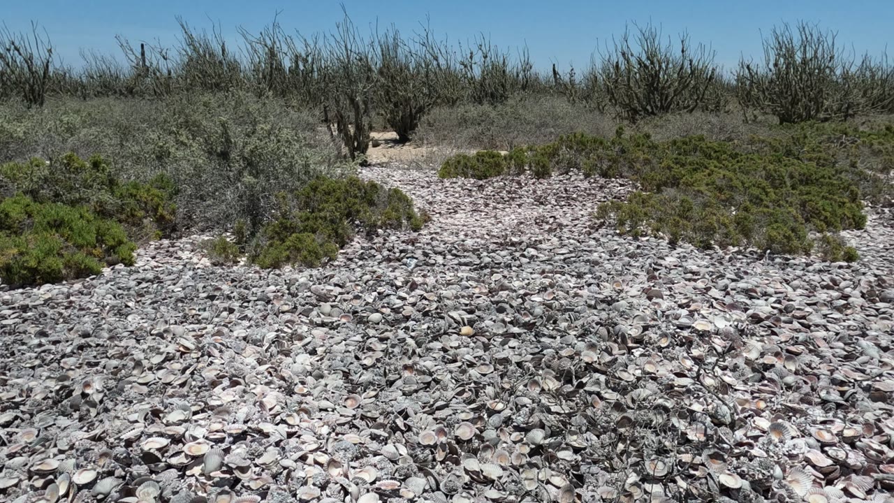 Baja California, Mexico shell bed stretches across the frame with scattered bushes in the midground and dry scrub at the horizon, with no visible people.