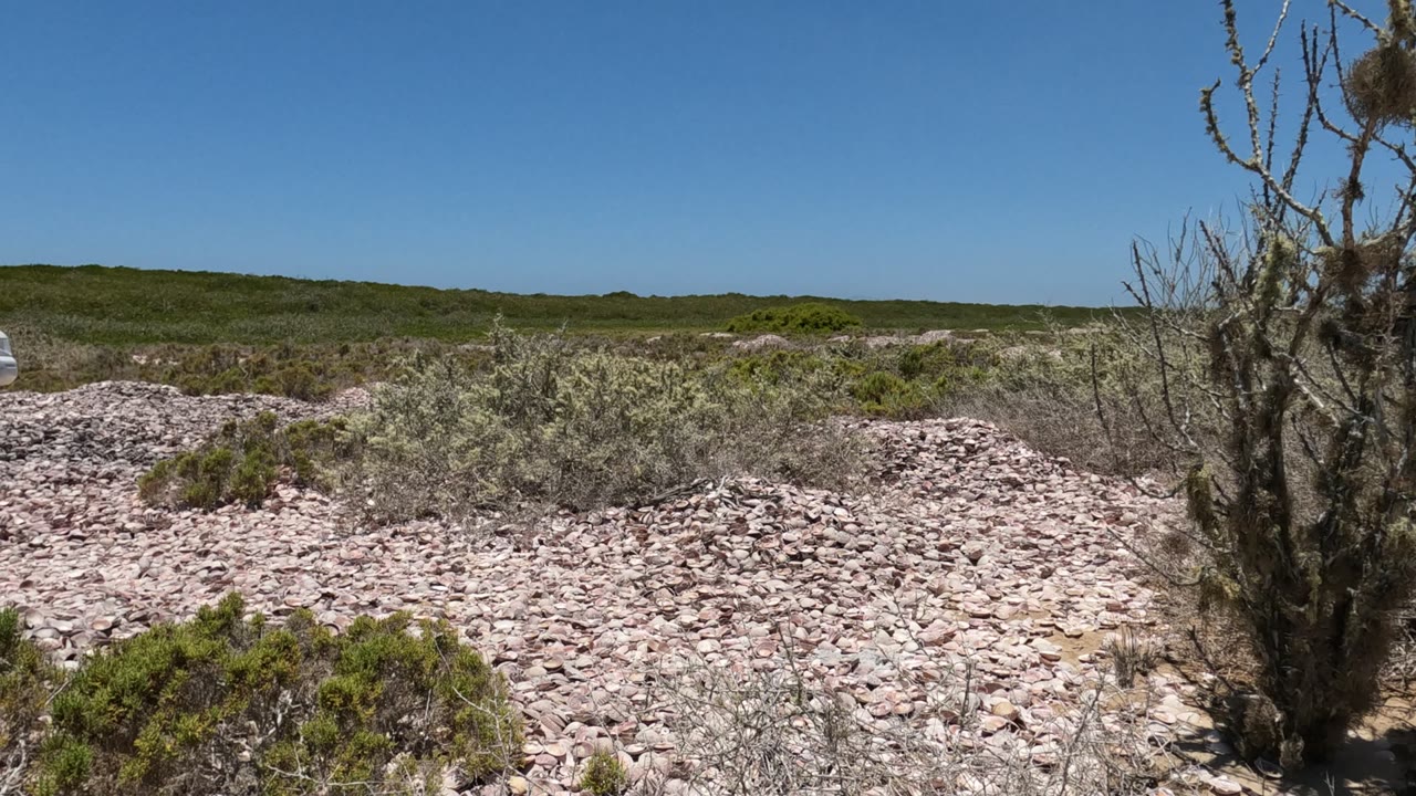 At the start of the Baja California, Mexico clip, a white pickup is partly cut off at the far left beyond pale rocks, low shrubs, dry branching plants, and a clear blue sky, with no visible people.