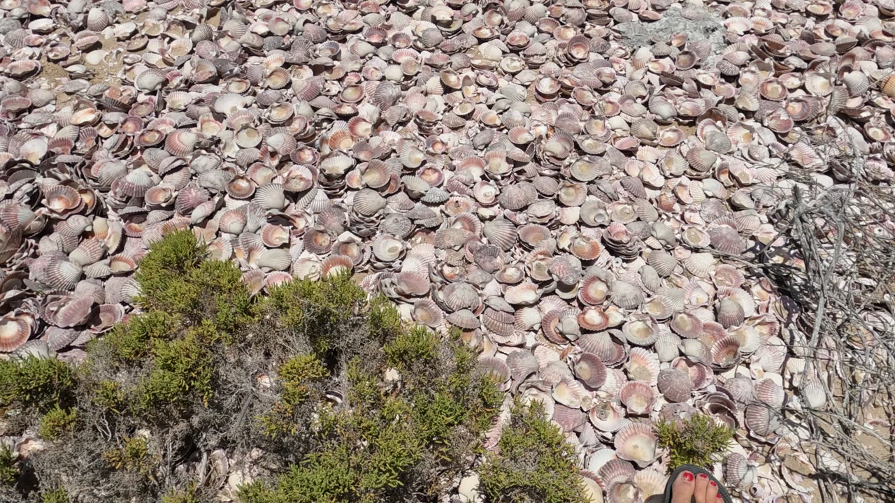 Baja California, Mexico shell-covered ground with low green shrubs, dry twigs, and a partial foot visible at the lower edge.