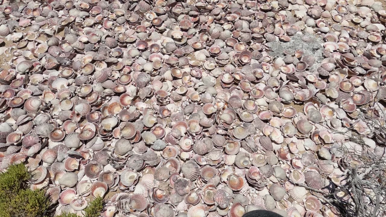 Dense seashells covering the ground with dry twigs and no visible people.