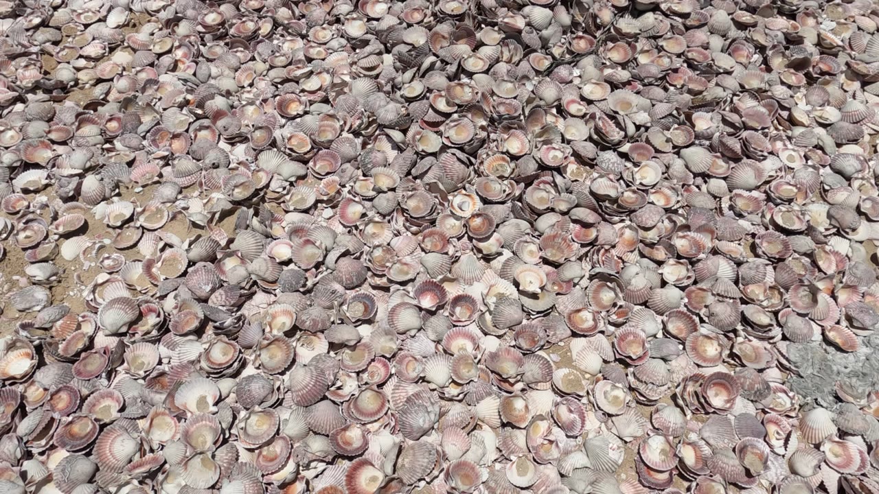 Baja California, Mexico shell-covered ground fills the frame with overlapping pink, beige, gray, and white shells and no visible people.