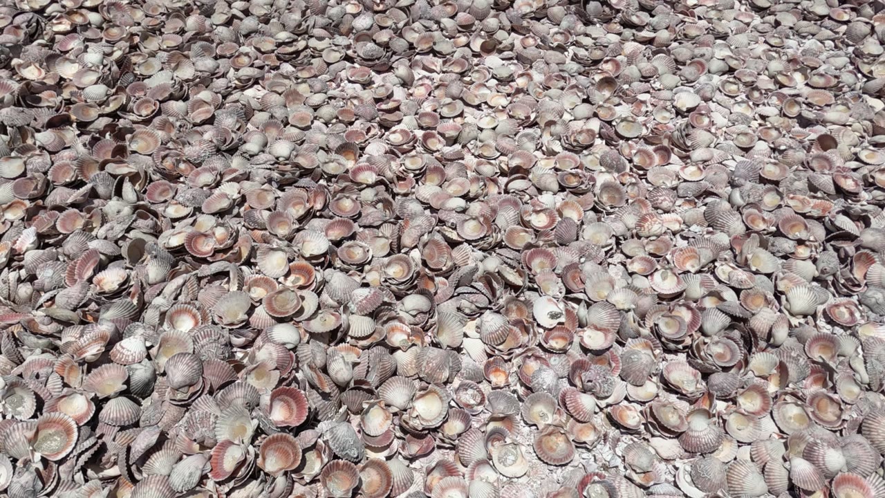 Close view of dense beige, gray, white, and pinkish shells covering sandy ground in Baja California, Mexico, with no visible people.