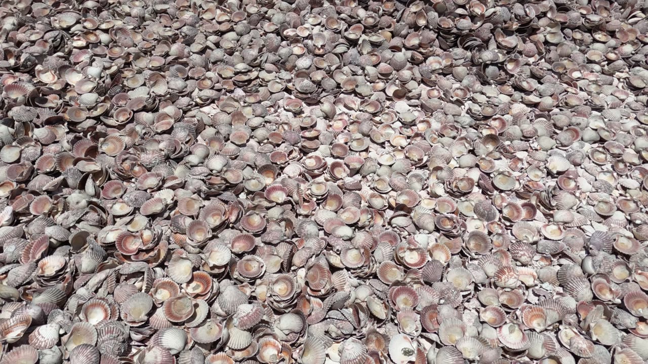 Shell-covered ground with varied pale and pink tones