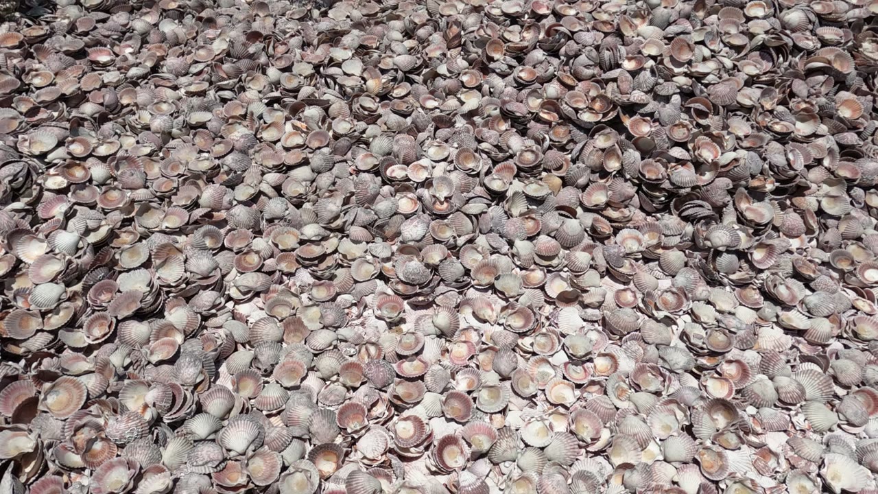The shell layer fills the frame with broken and whole scallop shells scattered across sandy ground in Baja California, Mexico, with no visible people.
