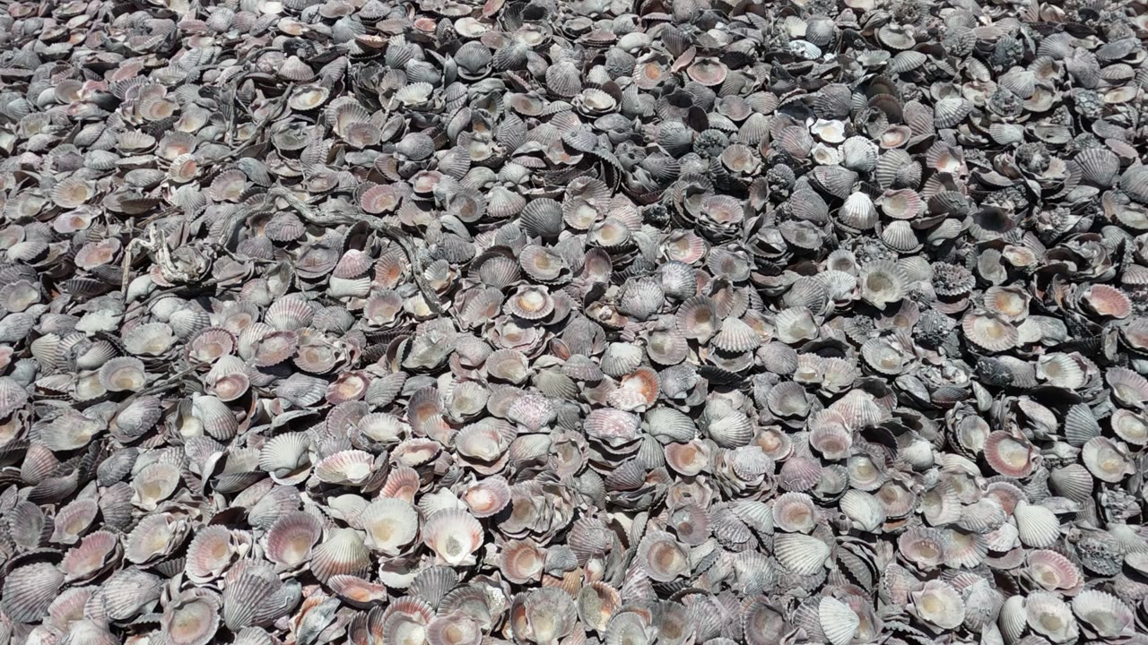 Dense gray, tan, cream, and muted pink seashells cover the beach surface in Baja California, Mexico, with no visible people.