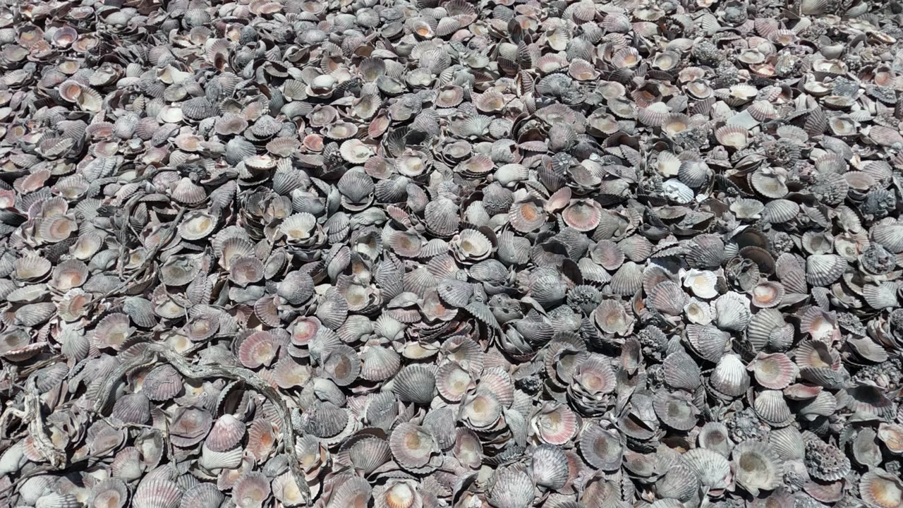 Overhead close-up of mixed broken shells and rounded shell pieces.