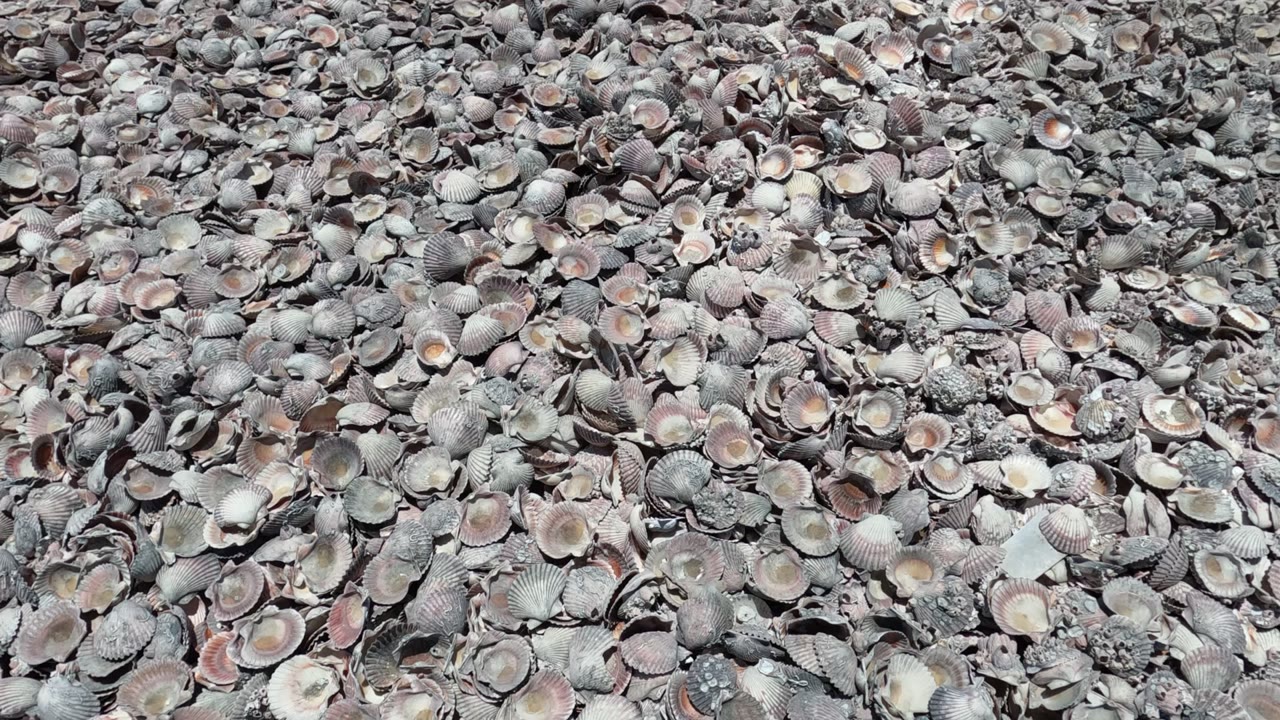 Clusters of pale and pinkish shells sit among darker gray shell fragments on the beach in Baja California, Mexico, with no visible people.