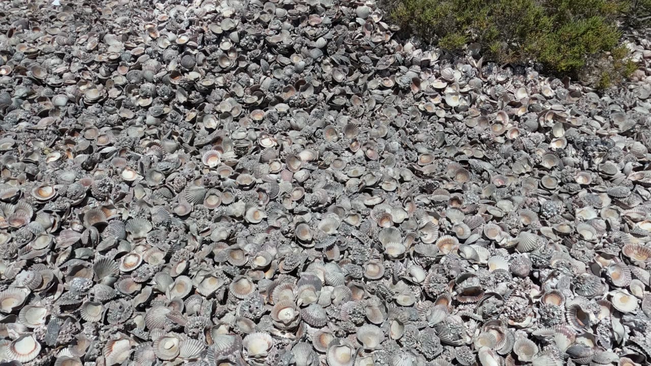 Overhead frame from Baja California, Mexico showing dense gray and cream seashells across sandy ground, low green brush along the upper edge, and no visible people.