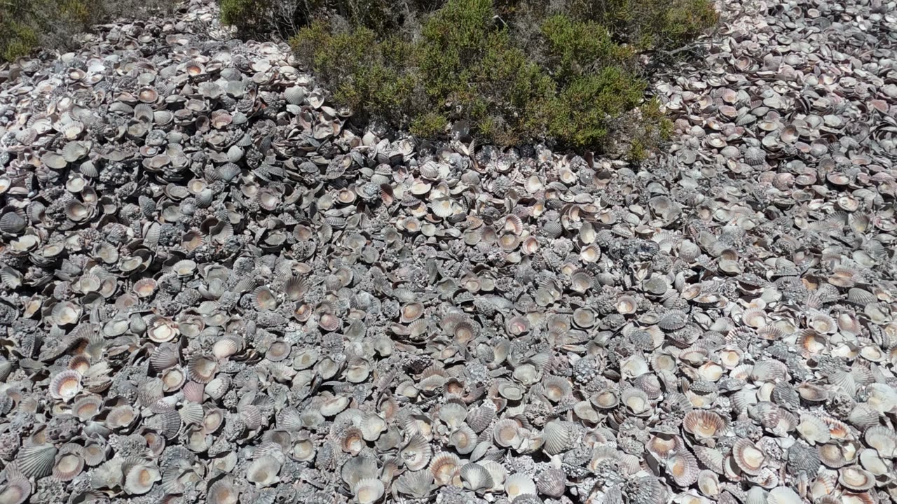 Close overhead field of broken and whole seashells with shrubs near the top.
