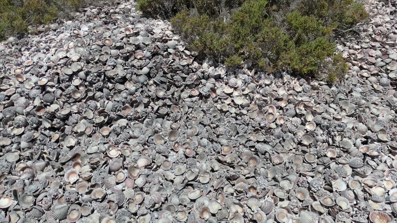 Overhead view in Baja California, Mexico with pale gray and cream shells spread densely over sand, green vegetation along the upper background, and no visible people.