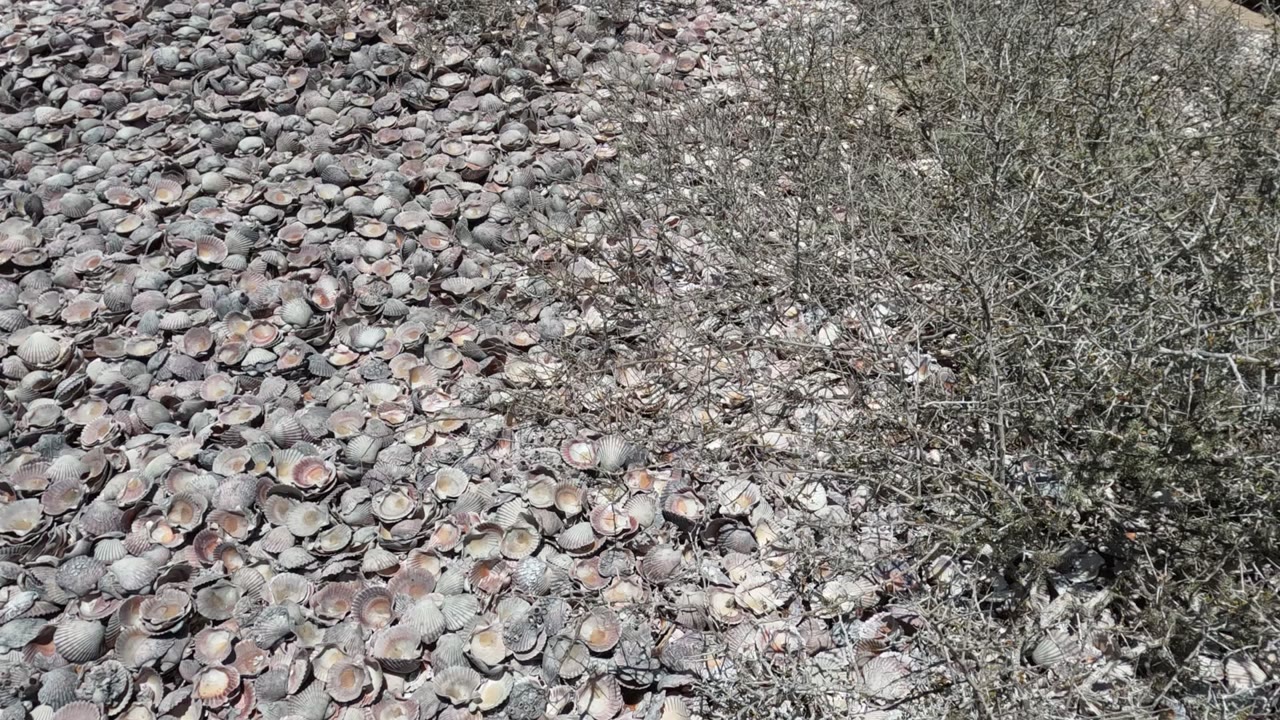 Dense flat stones beside a dry gray bush