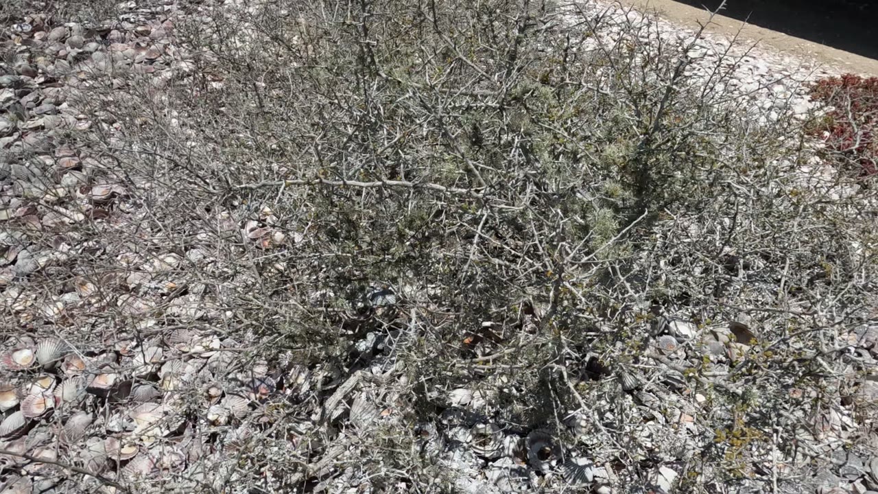Dry tangled brush covers part of the Baja California pebbled ground while a pale road edge begins to appear, with no visible people.
