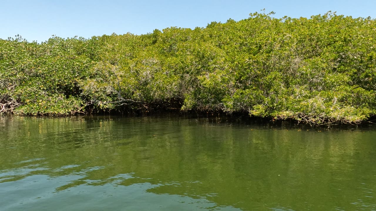 Opening frame of a Baja California mangrove shoreline across calm green water, with dense foliage, a small strip of blue sky, and no visible people.