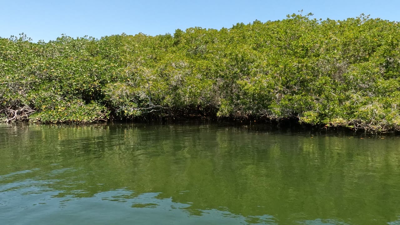 Dense mangroves above rippled green water