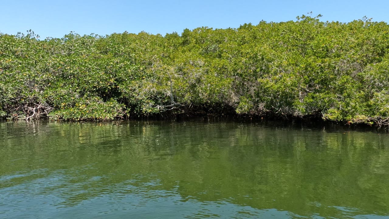 A continuous mangrove canopy sits above darker shoreline shadows and green water reflections in Baja California, with no visible people.
