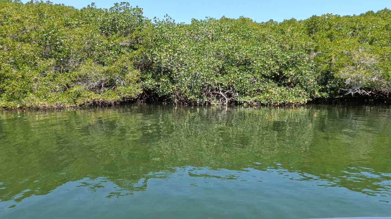 Baja California mangrove shoreline seen across calm green water with dense foliage, blue sky, and no visible people at the start of the clip.