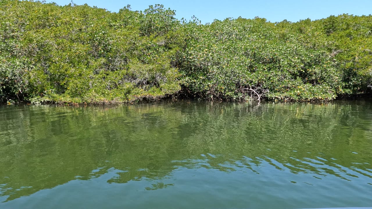Dense Baja California mangroves line the far bank while small ripples soften the green reflection across the foreground water, with no visible people.