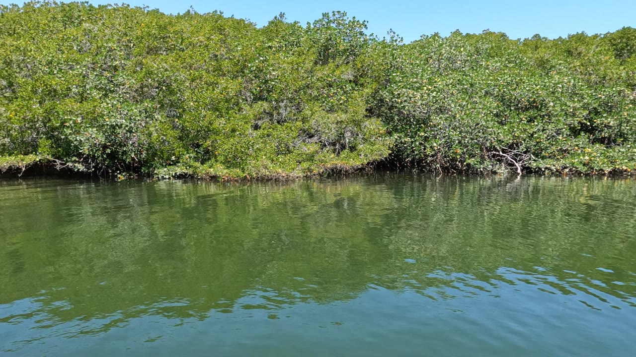 A Baja California mangrove bank stretches across the frame with darker shadowed root areas above smooth green water and no visible people.