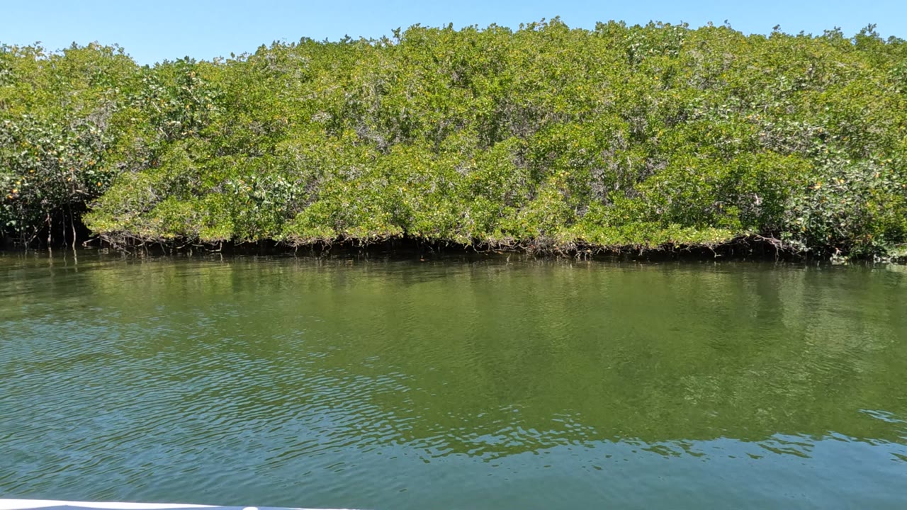Baja California, Mexico mangrove shoreline stretches across calm green water with faint ripples and no visible people.