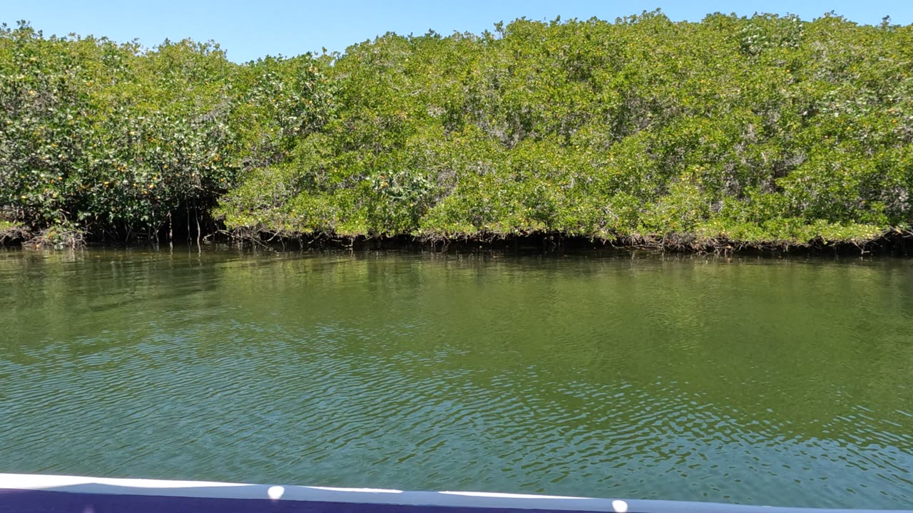 Boat edge in foreground with dense mangroves across calm water.