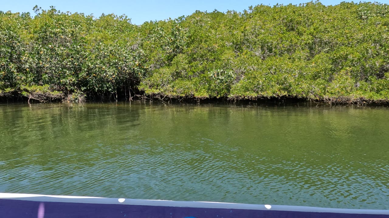 Baja California, Mexico mangrove foliage fills the far shoreline above lightly rippled water, with the boat rail cutting across the bottom and no visible people.