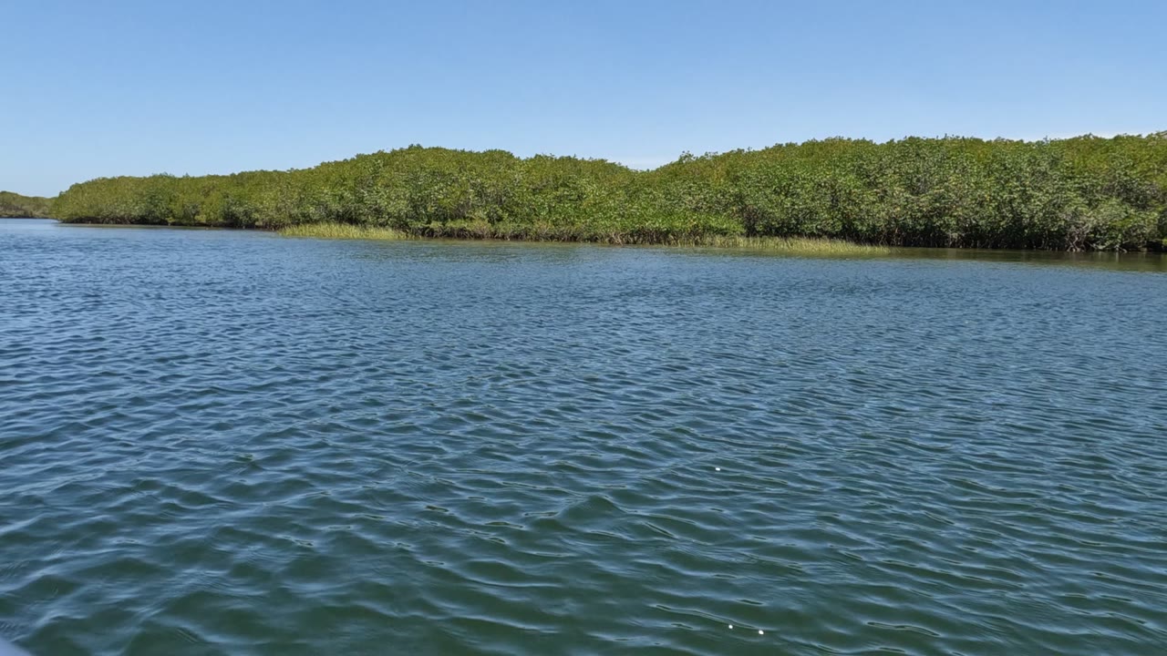 Baja California, Mexico water surface with small ripples leading to a dense green shoreline under a clear blue sky, no visible people.