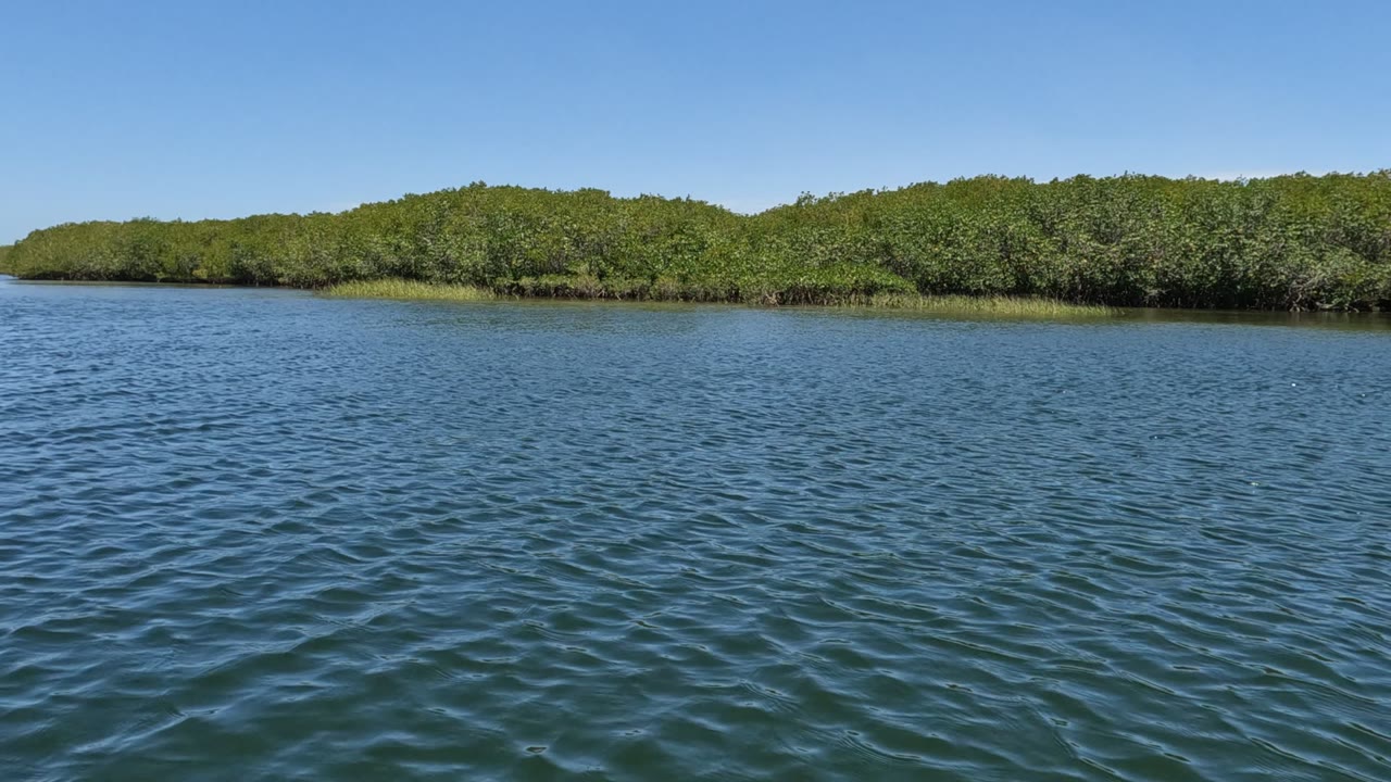 Wide water surface facing a dense green tree line and clear sky.