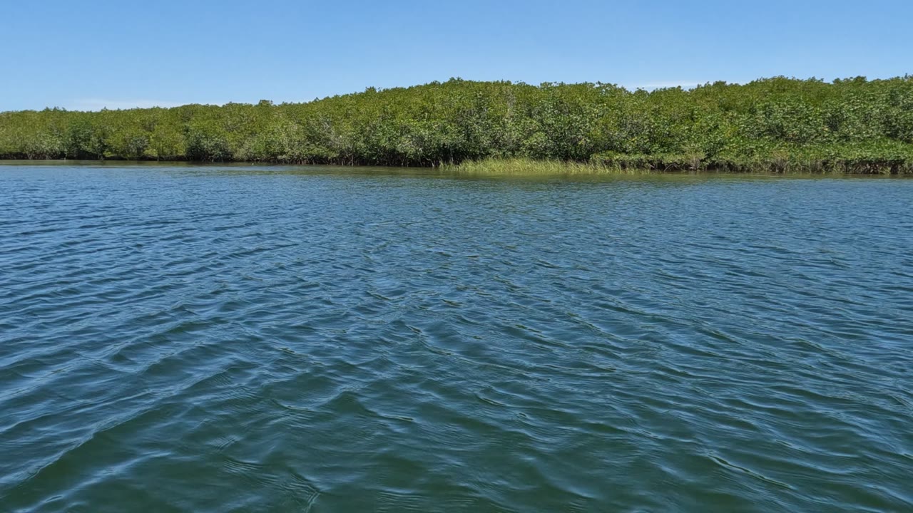 Blue-green water shows fine surface texture while the Baja California, Mexico tree line stays level across the background, with no visible people.