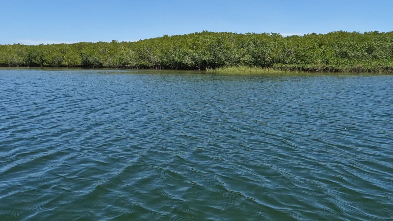 A wide view of lightly rippled water faces a low, dense green shoreline in Baja California, Mexico beneath clear daylight, with no visible people.