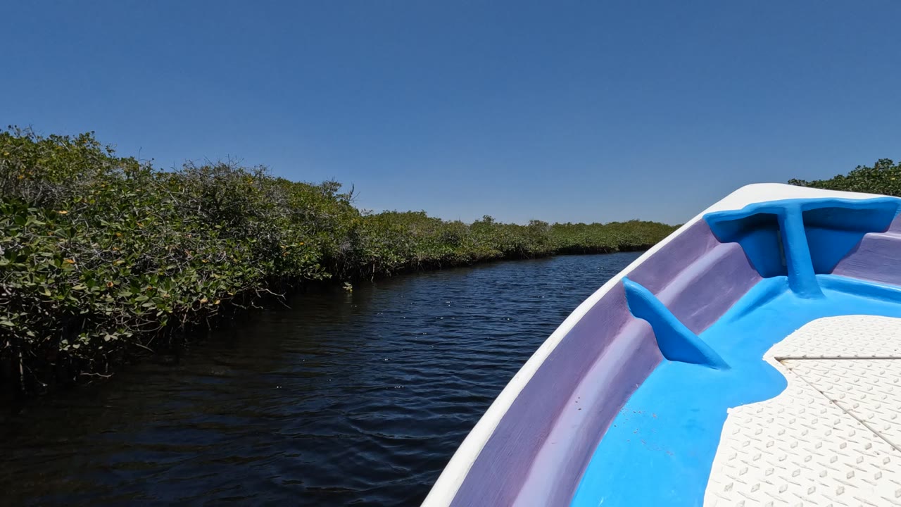 Boat bow facing open water between dense mangrove banks.
