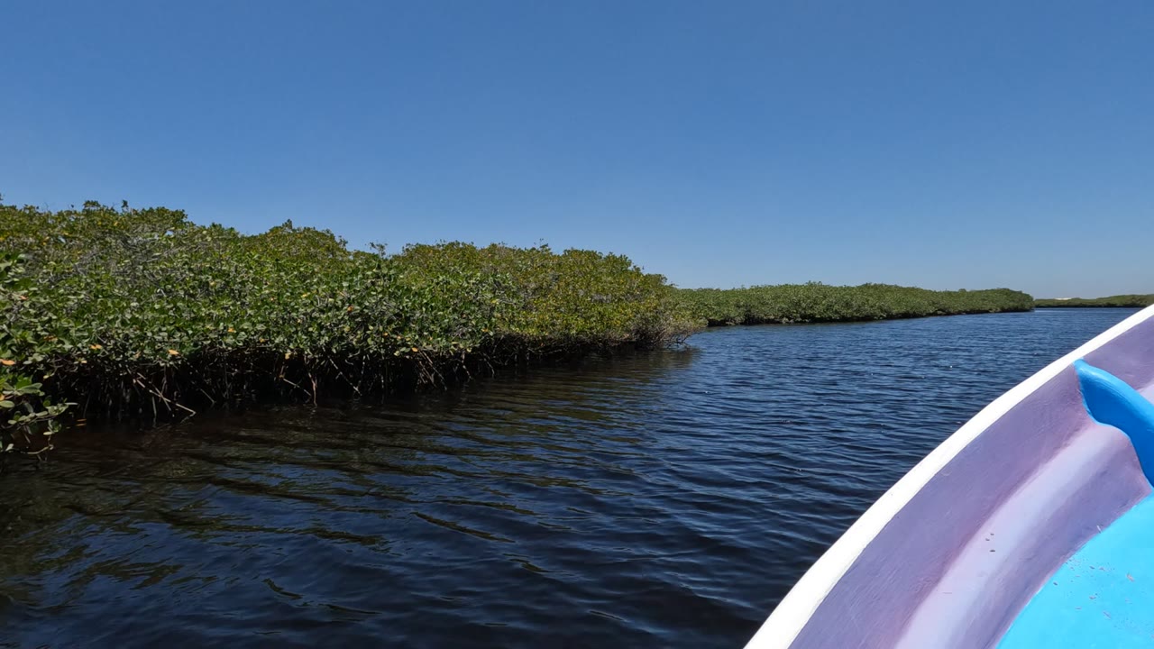 At 0:00, a boat edge appears in the right foreground as dark water leads toward dense mangroves in Baja California, Mexico, with no visible people.