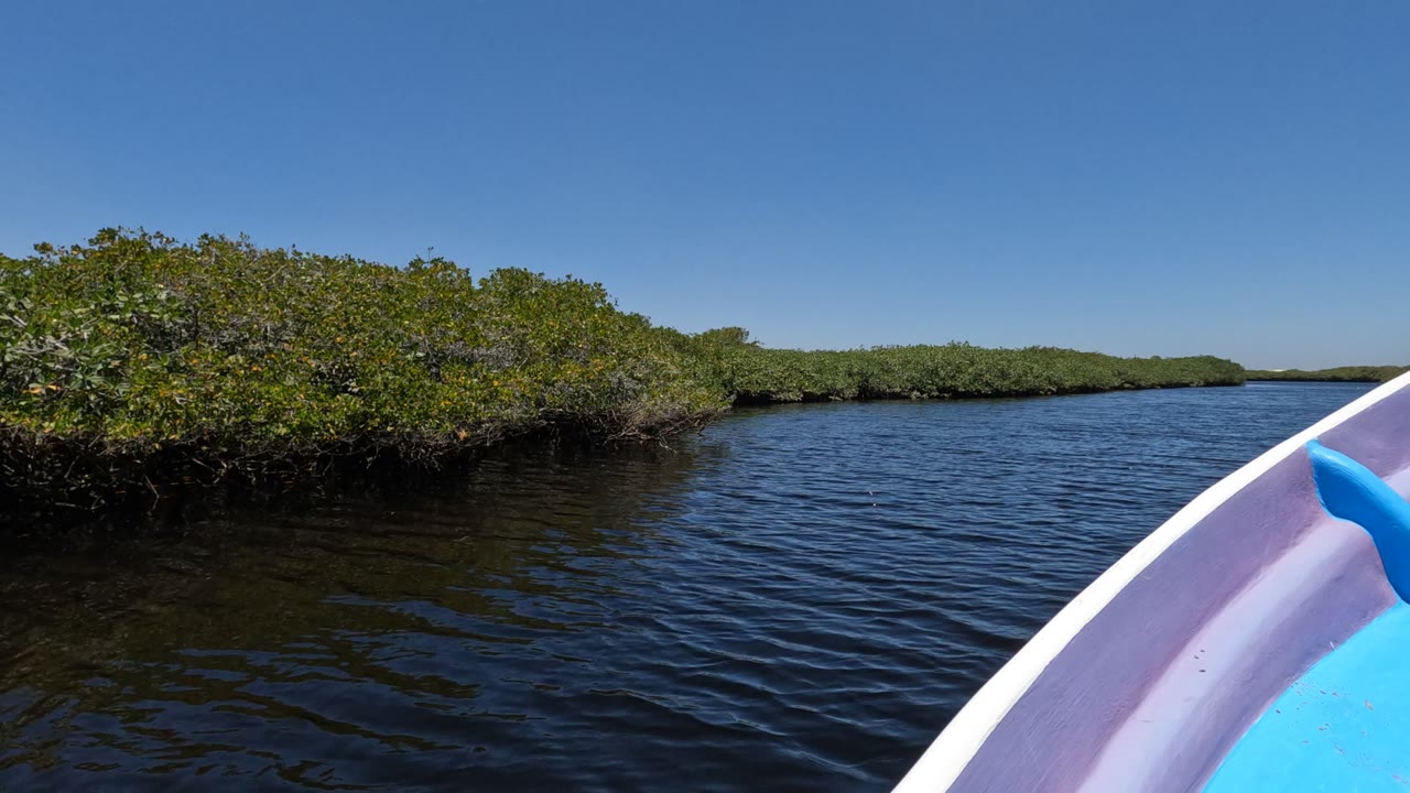 At 0:02, mangrove foliage fills the left bank as the boat edge remains on the right and dark water stretches ahead in Baja California, Mexico, with no visible people.