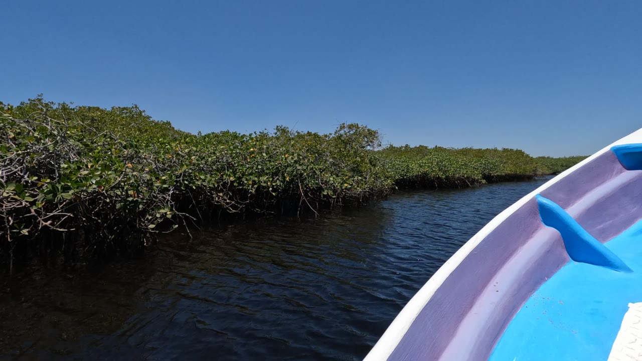 Mangrove branches over dark water with the boat bow at right.