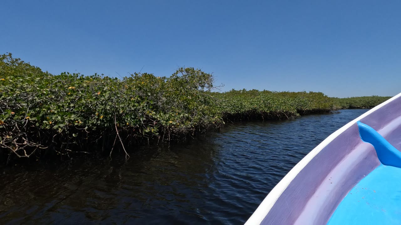 An open channel of dark water runs between dense mangrove banks as the boat edge curves through the right foreground in Baja California, Mexico, with no visible people.