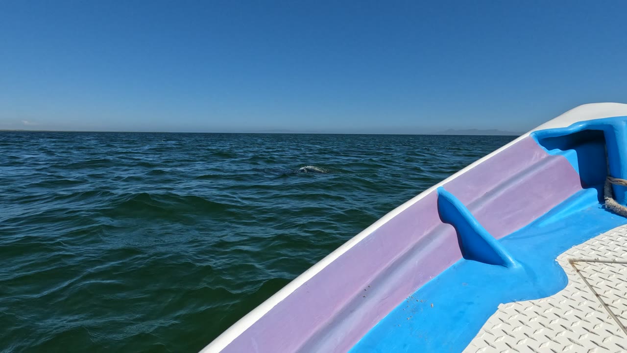 Blue and purple boat bow points across dark green ocean water in Baja California, Mexico, with a clear horizon and no visible people.