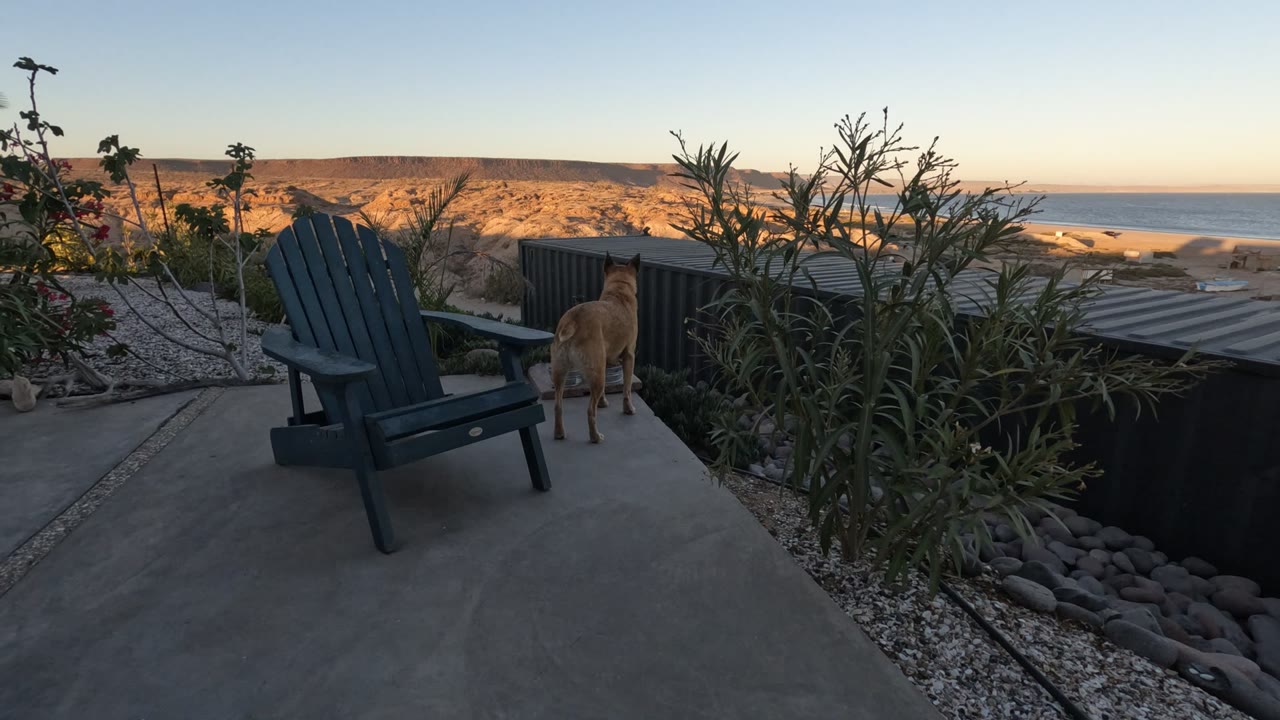 A tan dog stands near a blue patio chair on a Baja California terrace, with coastal plants, sunlit hills, ocean water, and no visible people.